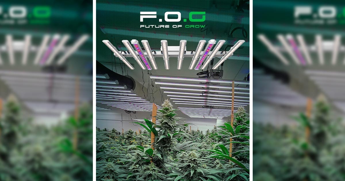 Швейцарская компания F.O.G. трансформирует садоводство с помощью инновационного LED-освещения