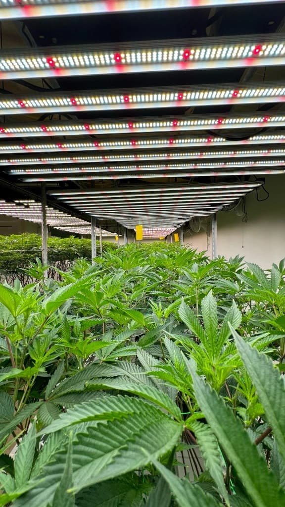 OG Lab — индор-выращивание под промышленными LED-светильниками