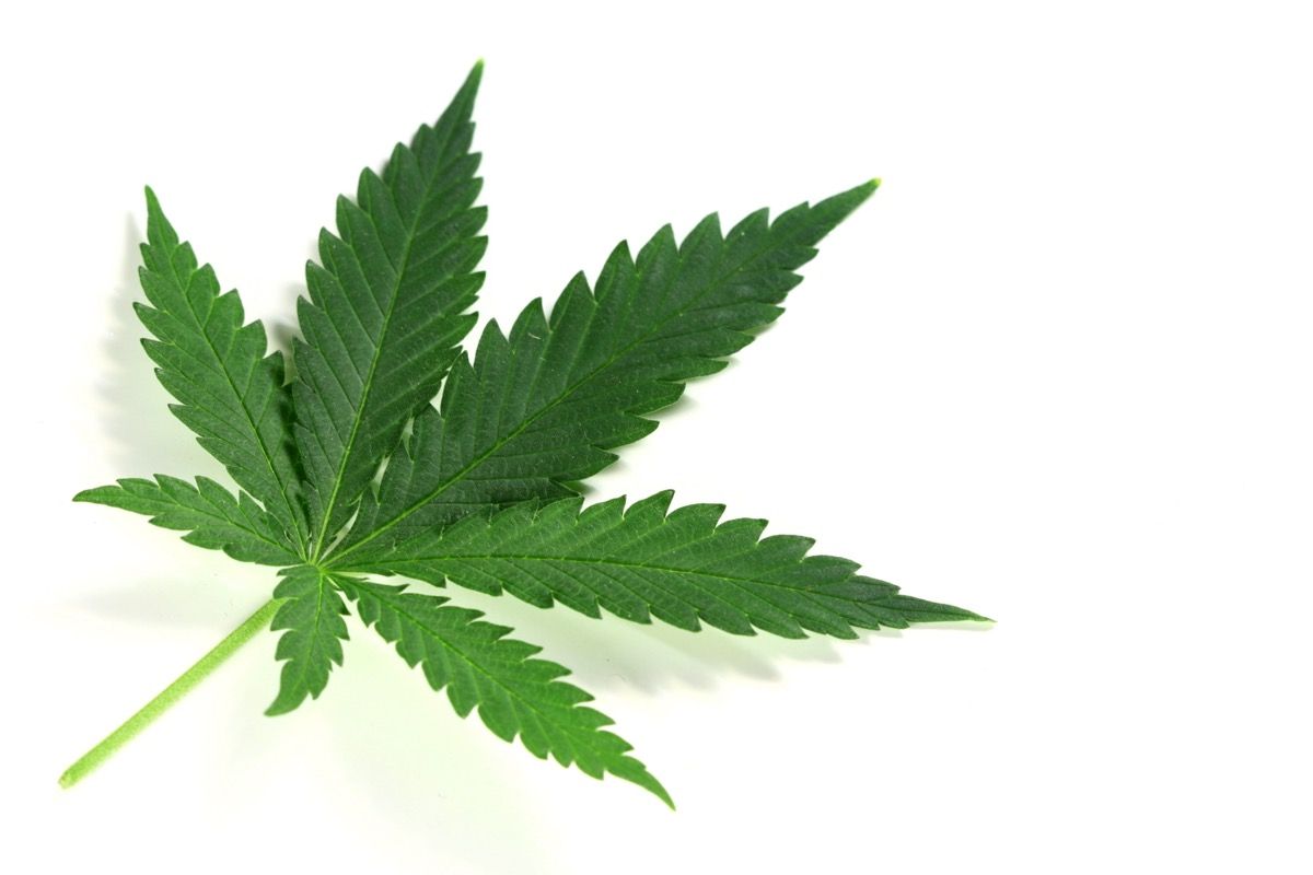 December Healer Webinar Highlights Cannabis Research on Opioids, Substance Use, and Autism