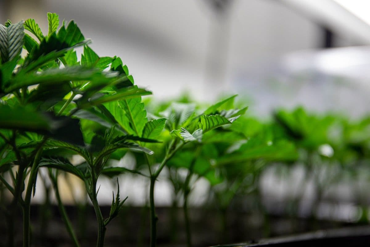 New Study Explores Impact of Osmotic Stress on Cannabis Yield and Growth