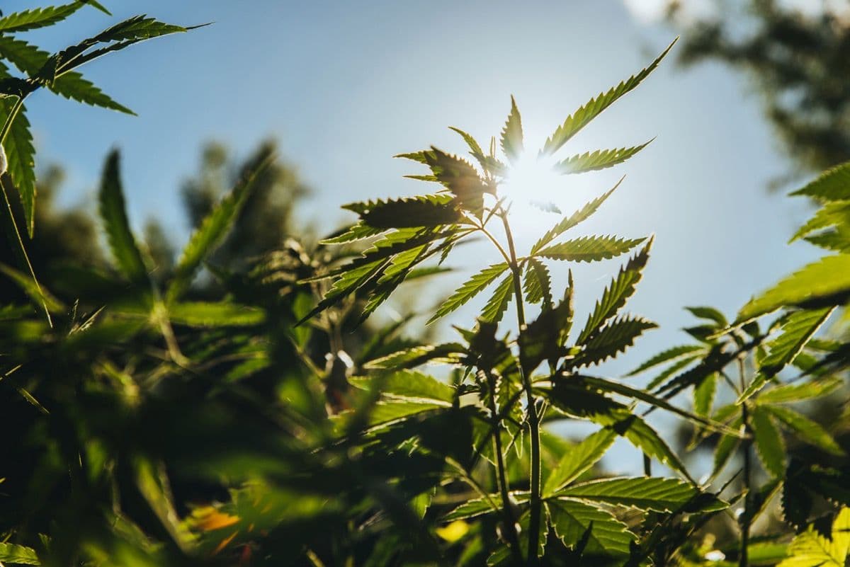 Le US Hemp Roundtable tire la sonnette d'alarme sur la menace de la législation sénatoriale sur le chanvre