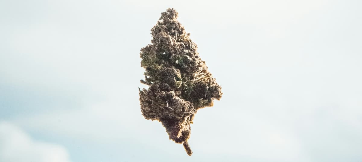 Cannabinoids Show Potential to Combat Antibiotic-Resistant Infections in Laboratory Studies