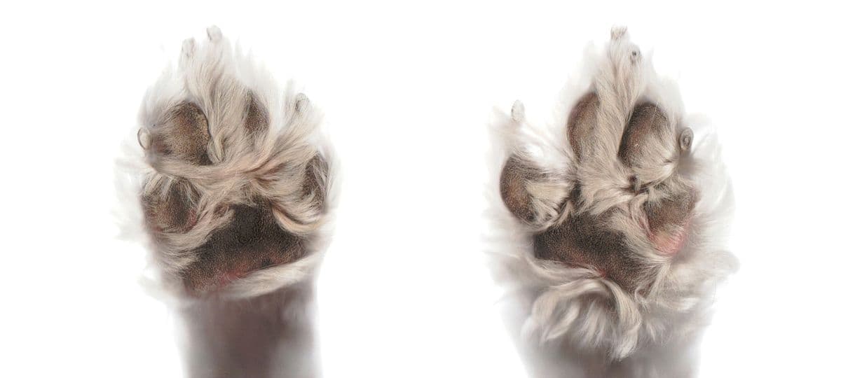 Cannabis et Champignons : Un Remède Naturel pour la Démence Canine