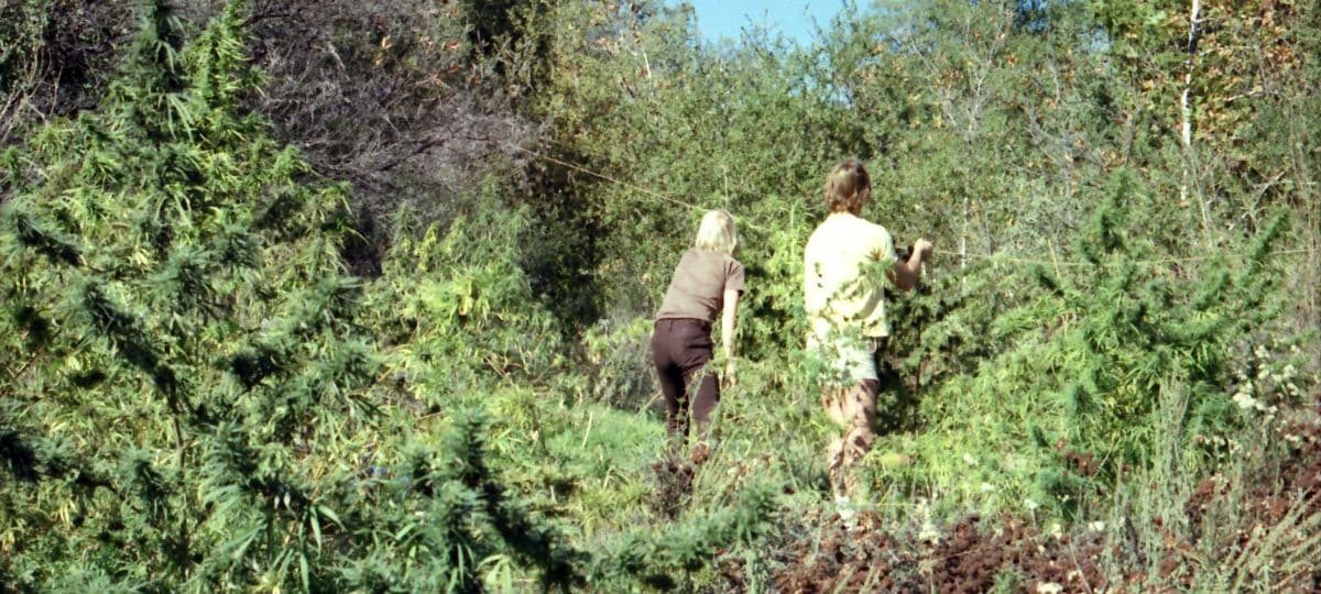 Nectarball Collection: บันทึกชีวิตของประวัติศาสตร์กัญชา