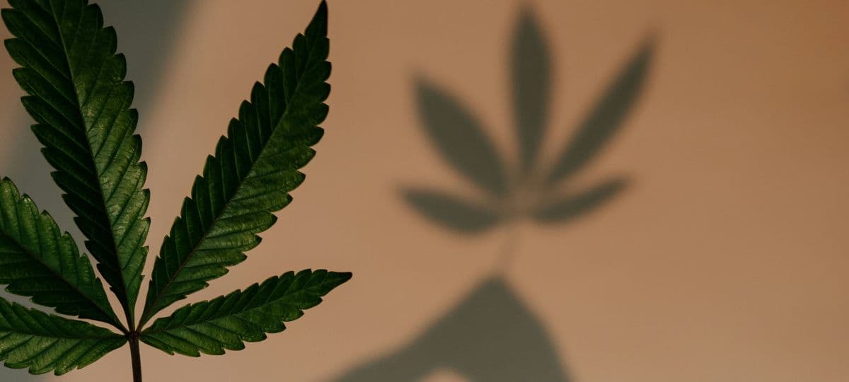 Cannabis als Katalysator für Heilung: Trauer und Wachstum navigieren