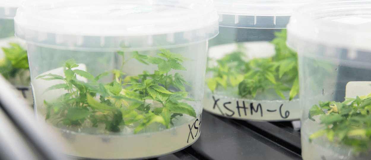 Curaleaf's Acquisition of Dark Heart Nursery: A Fusion of Corporate Scale and Cult Genetics