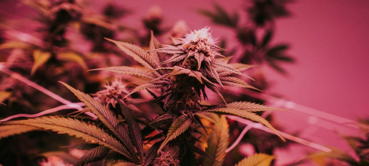 Cannabis Offers Relief for Women Navigating Perimenopause Symptoms