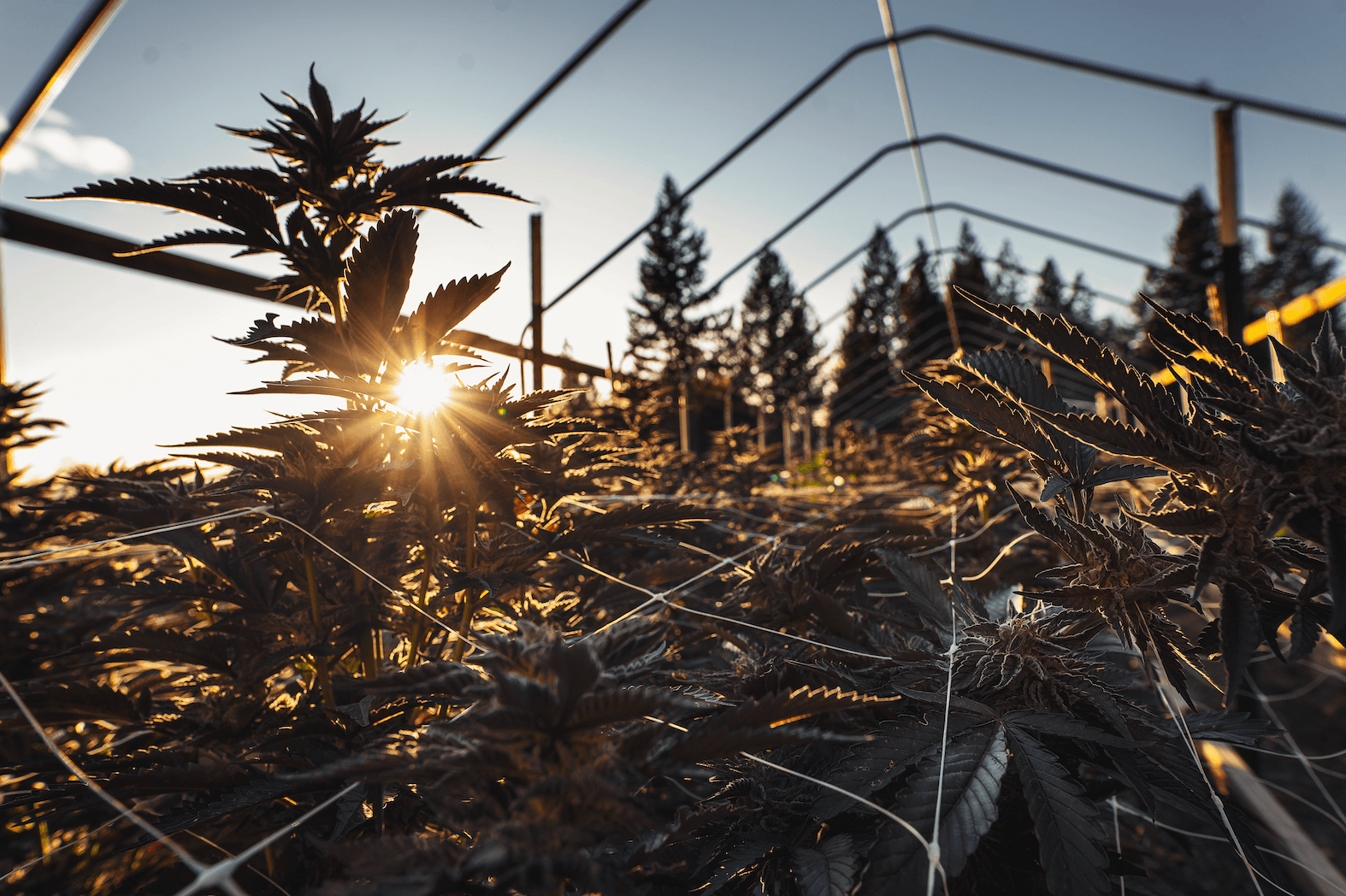 Outdoor Cannabis Cultivation Offers Superior Wellness Benefits Over Indoor Grown