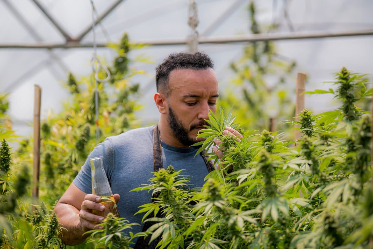 Новая структура PAC стремится защитить права селекционеров каннабиса