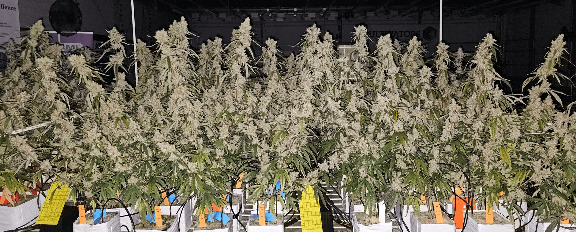No-Veg Technique Transforms Cannabis Cultivation With Higher Annual Yields and Lower Costs