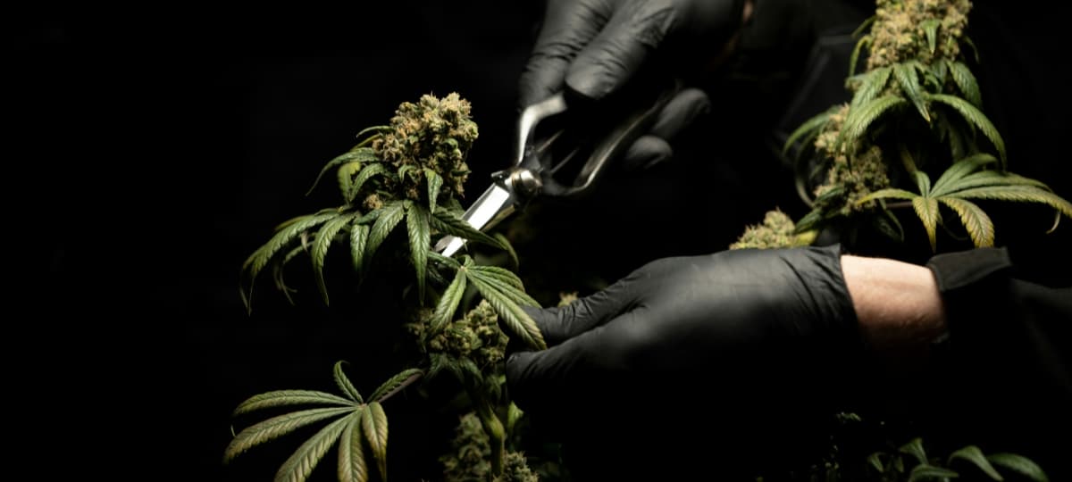 Investment in New Equipment Fails to Solve Cannabis Yield Issues