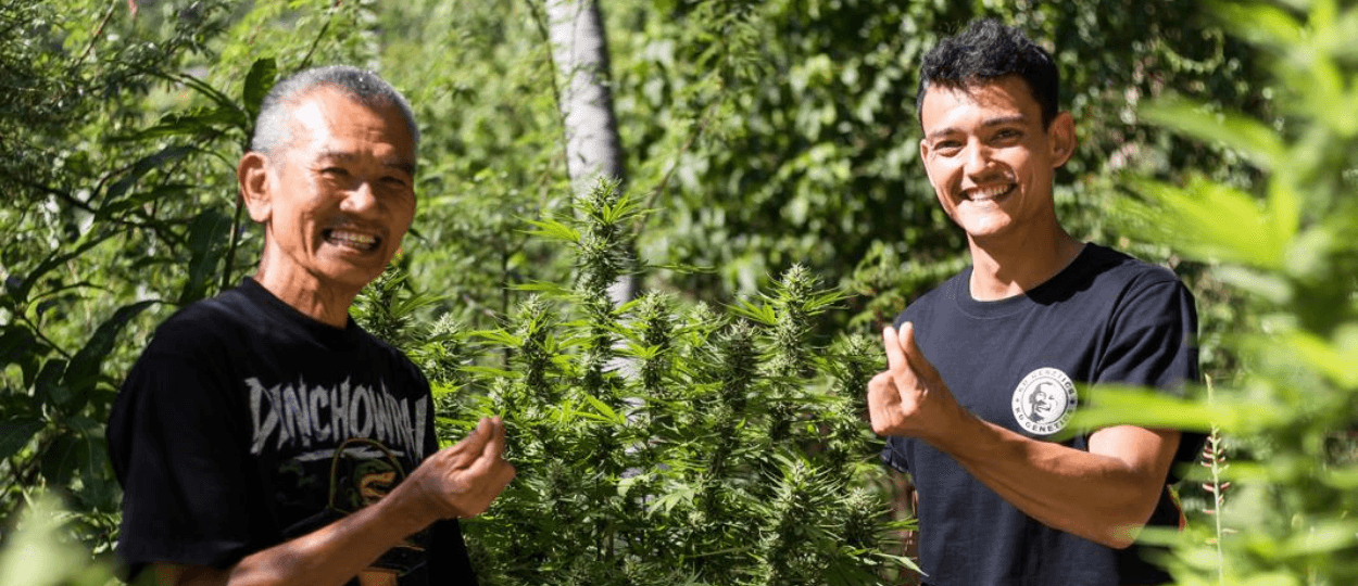 Thai Cannabis Guardian KD Cultivates Landrace Legacy on Koh Tao