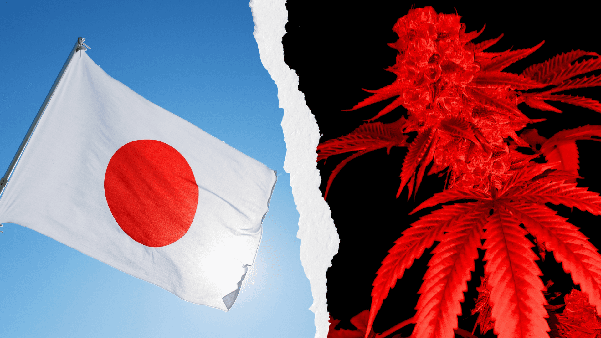 Japan Bans CBN Products Nationwide, Closes Cannabis Legal Loophole
