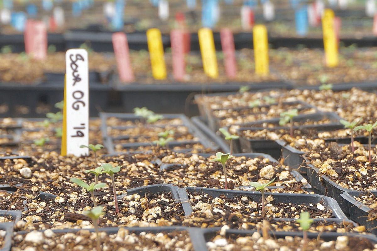 Reviving Heritage: The Crucial Role of Old-School Cannabis Genetics in a Modern Market