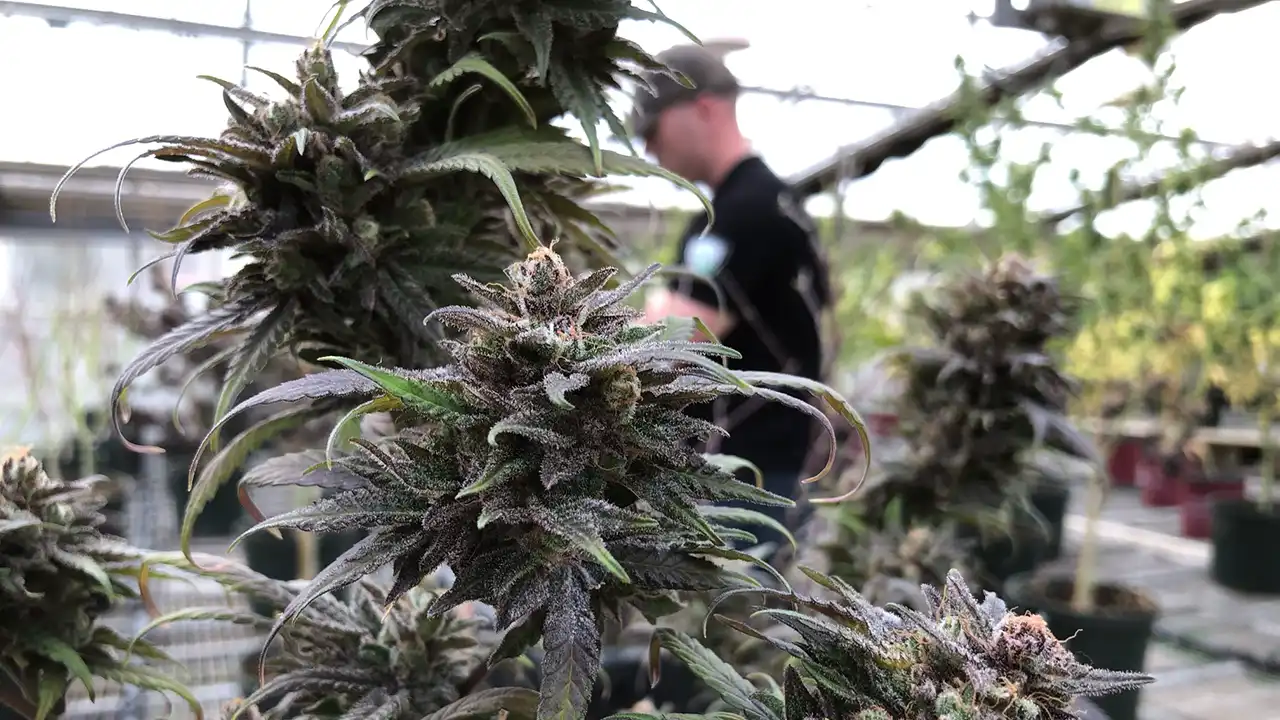 Hemp Industry Braces for Federal Redefinition and Potential Prohibition