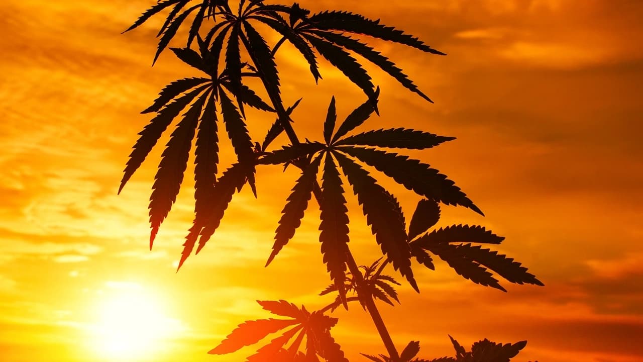 Education, Not Prohibition: Navigating the Hemp-Derived THC Debate