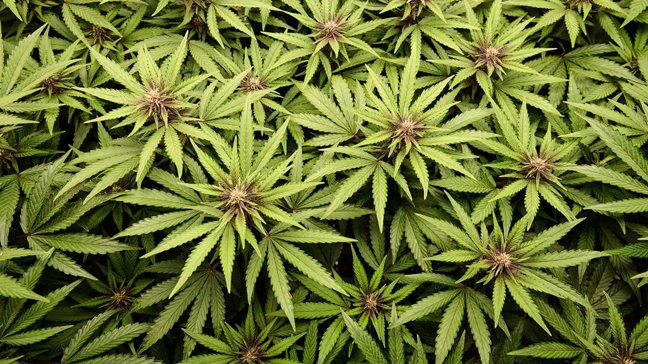 Il Texas avanza con le regolamentazioni sulla canapa nonostante le limitazioni federali sul THC