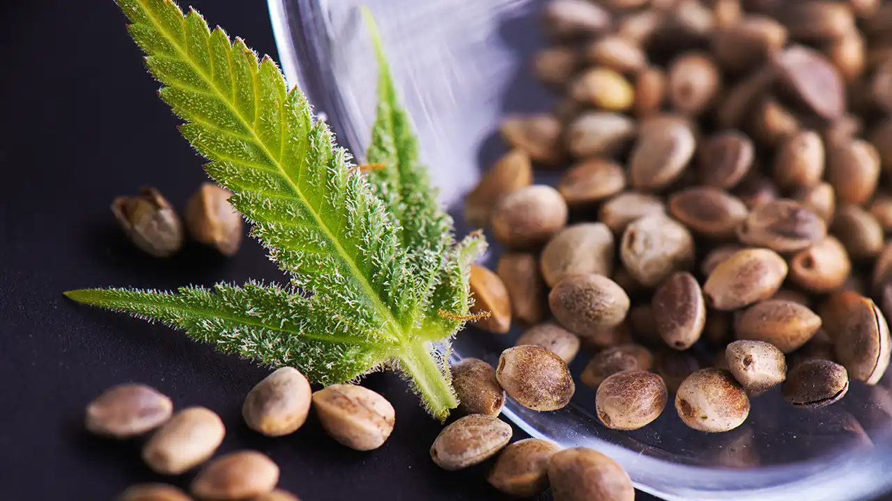 איסור THC על קנבוס פדרלי מאיים על מסחר בגנטיקה של קנאביס