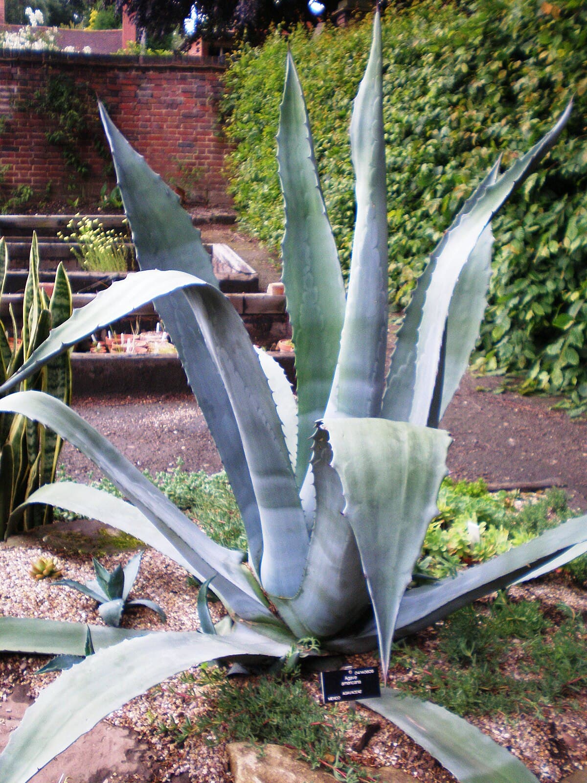 Агава американская (Agave americana)