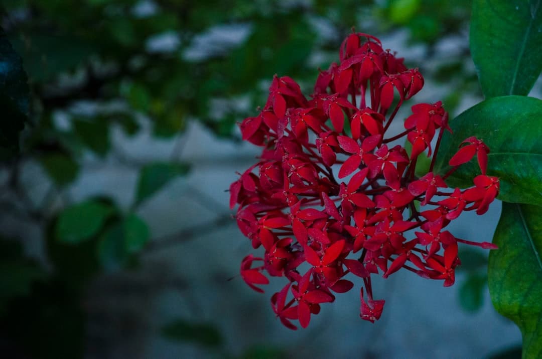 Иксора ярко-красная (Ixora coccinea)