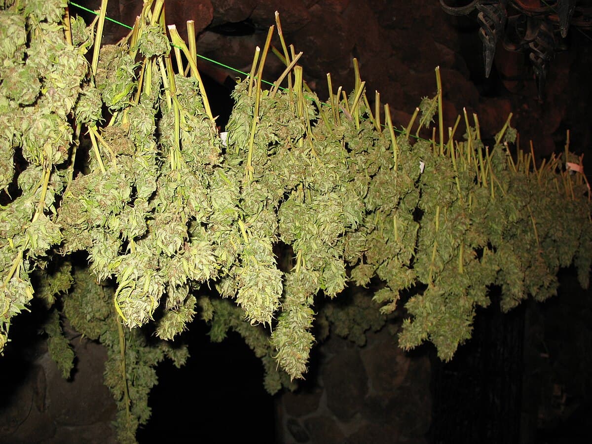 Marshmallow OG