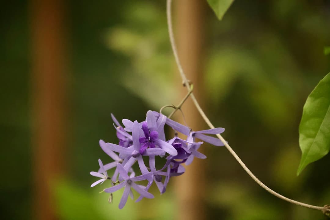 เปตรีอา วอลูบิลิส — มงกุฎราชินี (Petrea volubilis)