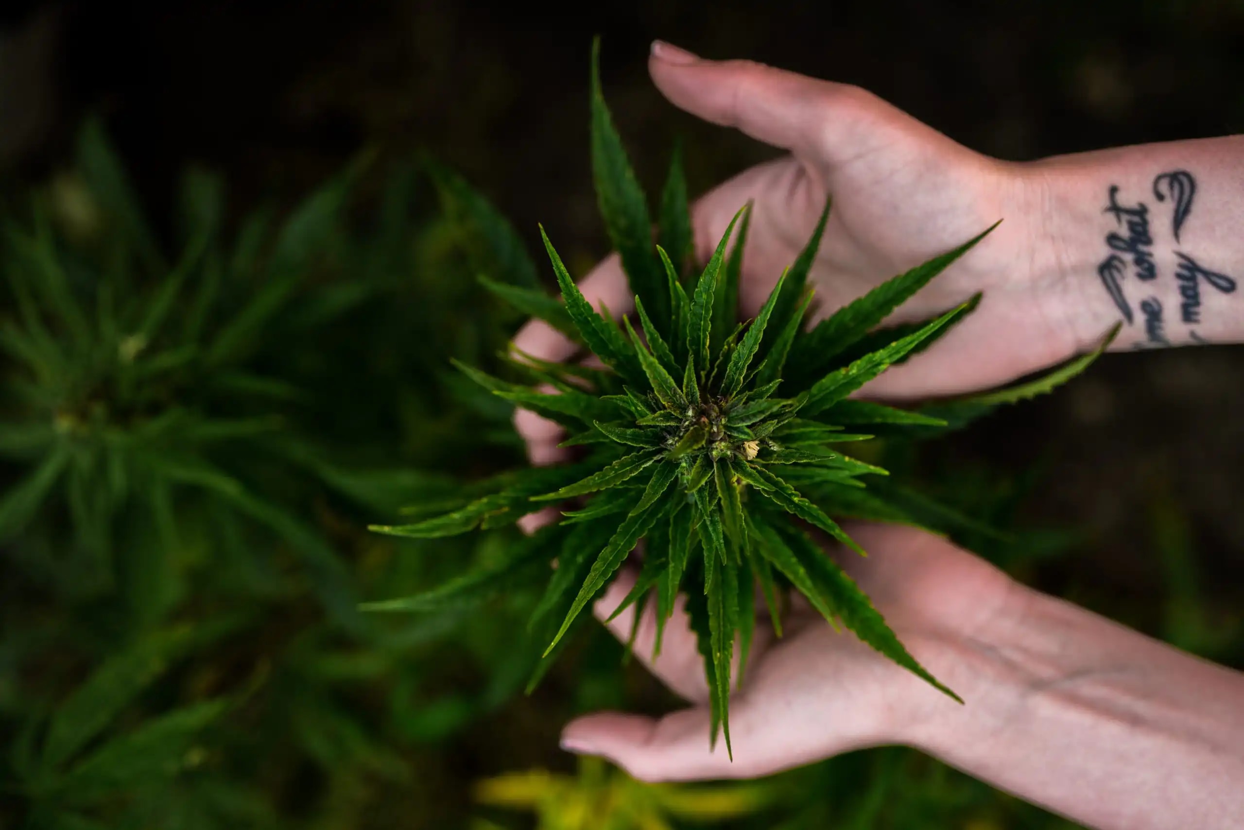 NORML เปิดตัวแบบสำรวจเสรีภาพกัญชาก่อนวัน 4/20 เพื่อวัดสิทธิผู้บริโภคทั่วประเทศ