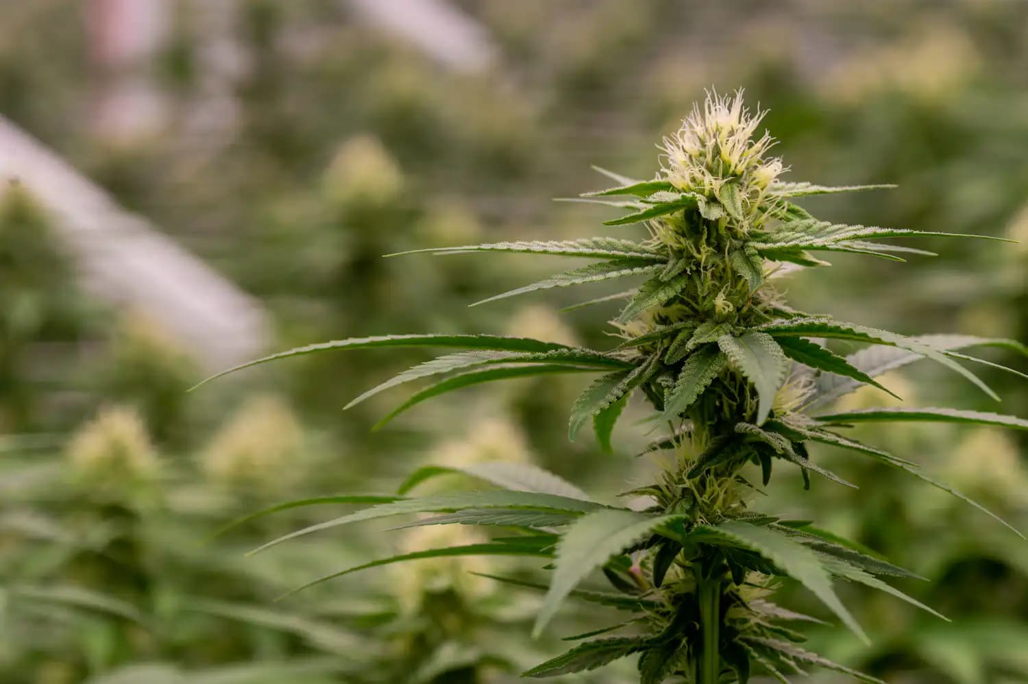 Indiana Governor Faces GOP Pressure to Maintain Marijuana Ban Despite Federal Rescheduling