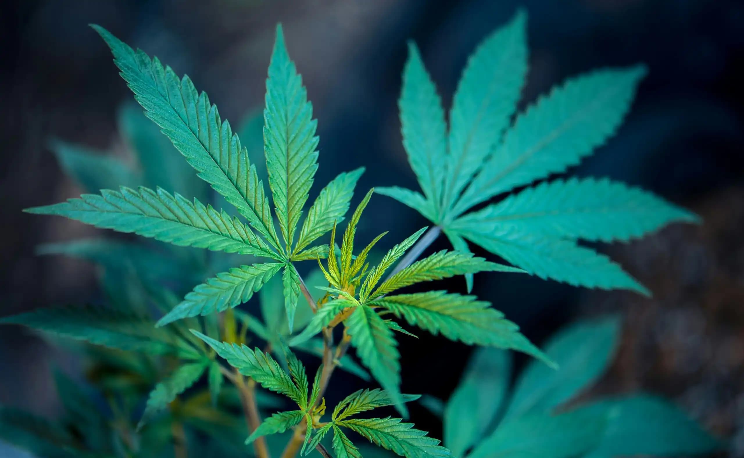 Indiana Governor Calls for Reconsideration of Medical Marijuana Amid Rising Public Support