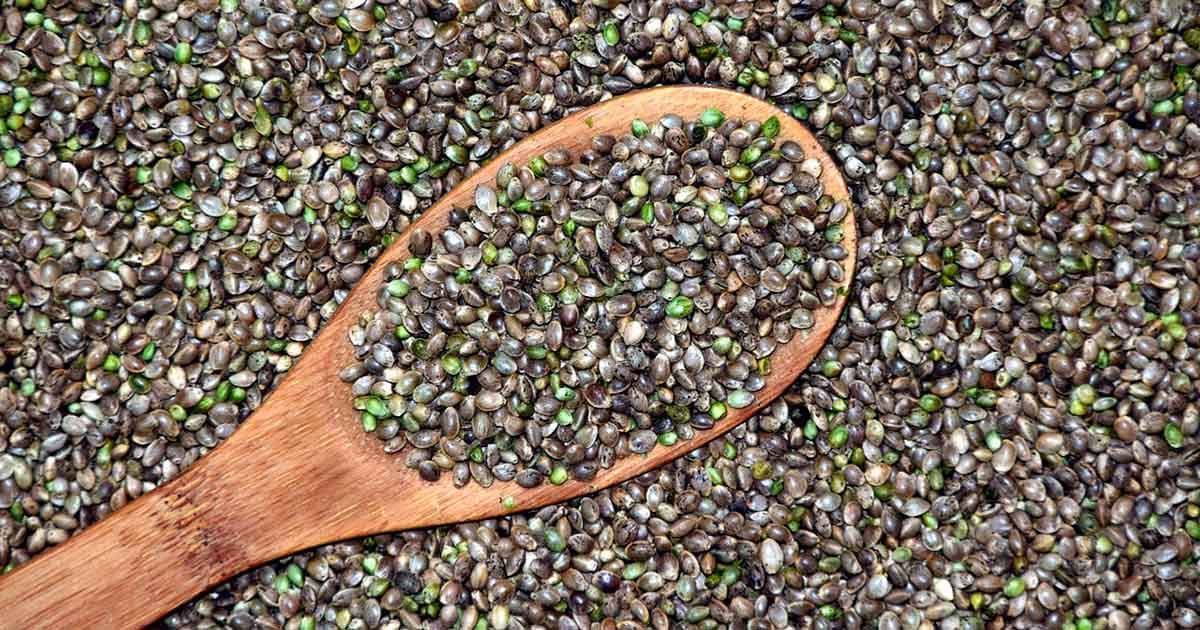 Top Cannabis Seed Banks Worldwide Set Industry Standards With Innovation and Quality