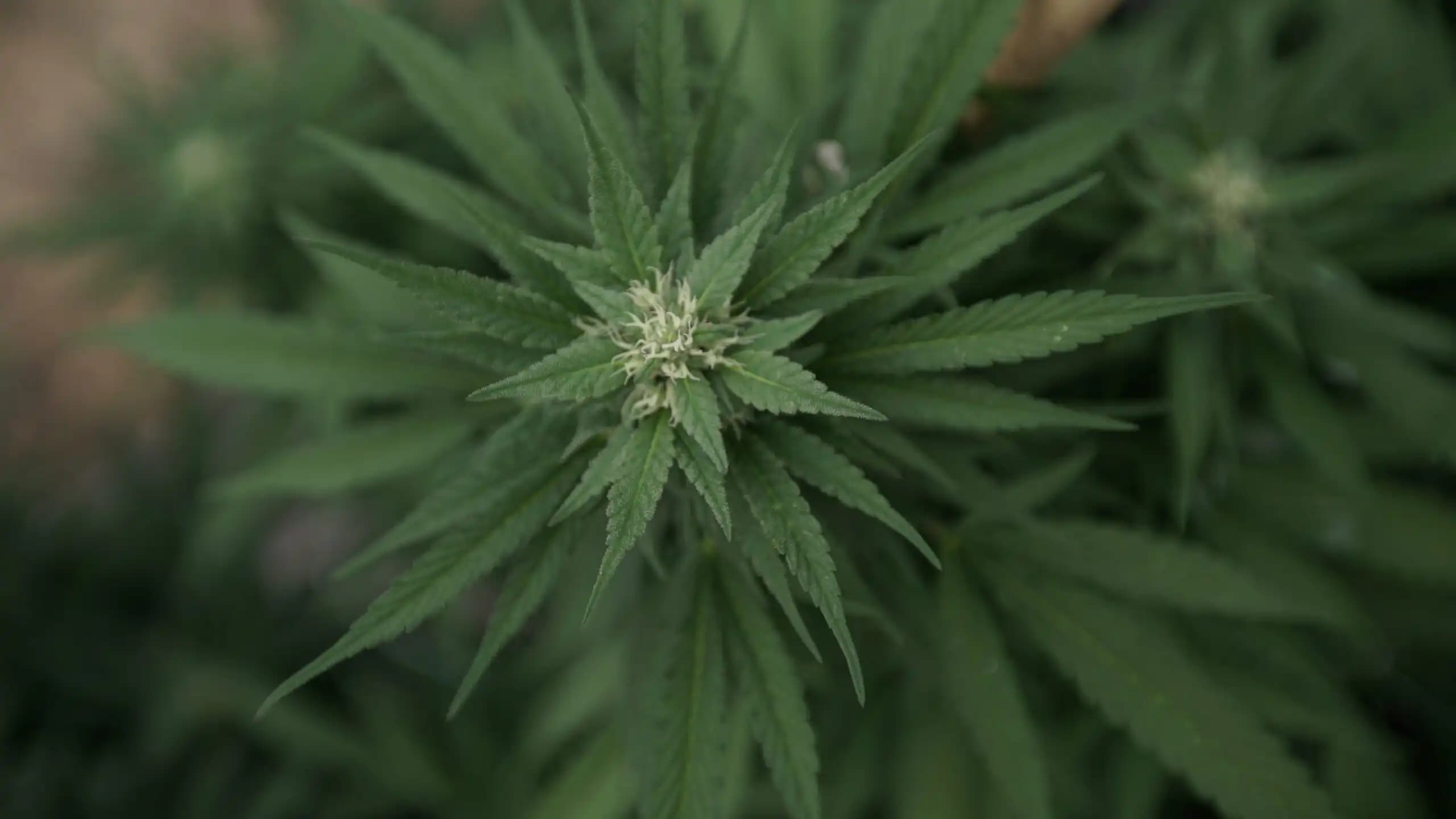 DEA Rejects Request to Delay Cannabis Rescheduling Hearing Amid Policy Debates
