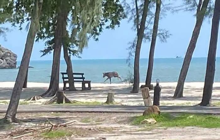 พบเซโรว์หายากที่ชายหาดประจวบ แสดงถึงถิ่นที่อยู่อาศัยสัตว์ป่าที่สมบูรณ์