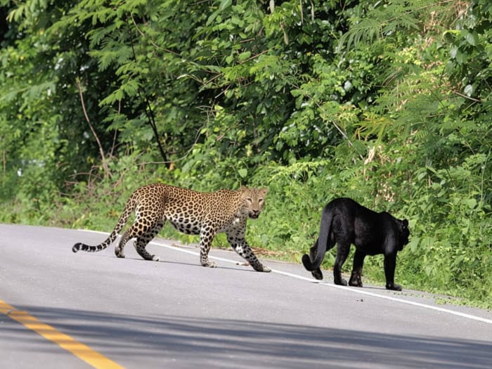 Rare Black and Spotted Leopards Photographed Together in Kaeng Krachan National Park