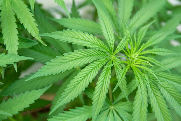 I ricercatori dell'Università di Wageningen riportano in vita enzimi ancestrali della cannabis per innovazioni mediche