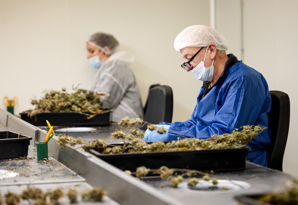 I caffè cannabis olandesi iniziano a vendere marijuana da coltivatori autorizzati in un esperimento normativo