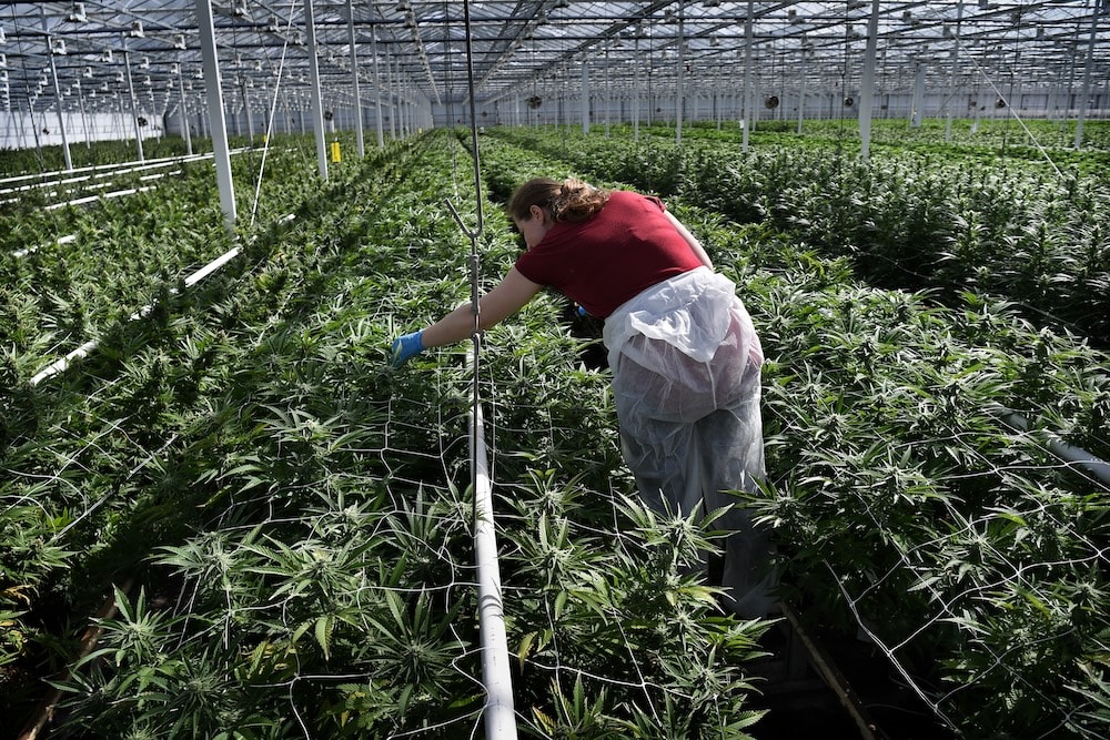 Corte Olandese Ordina a Produttore di Cannabis di Ridurre Odori o Affrontare Chiusura