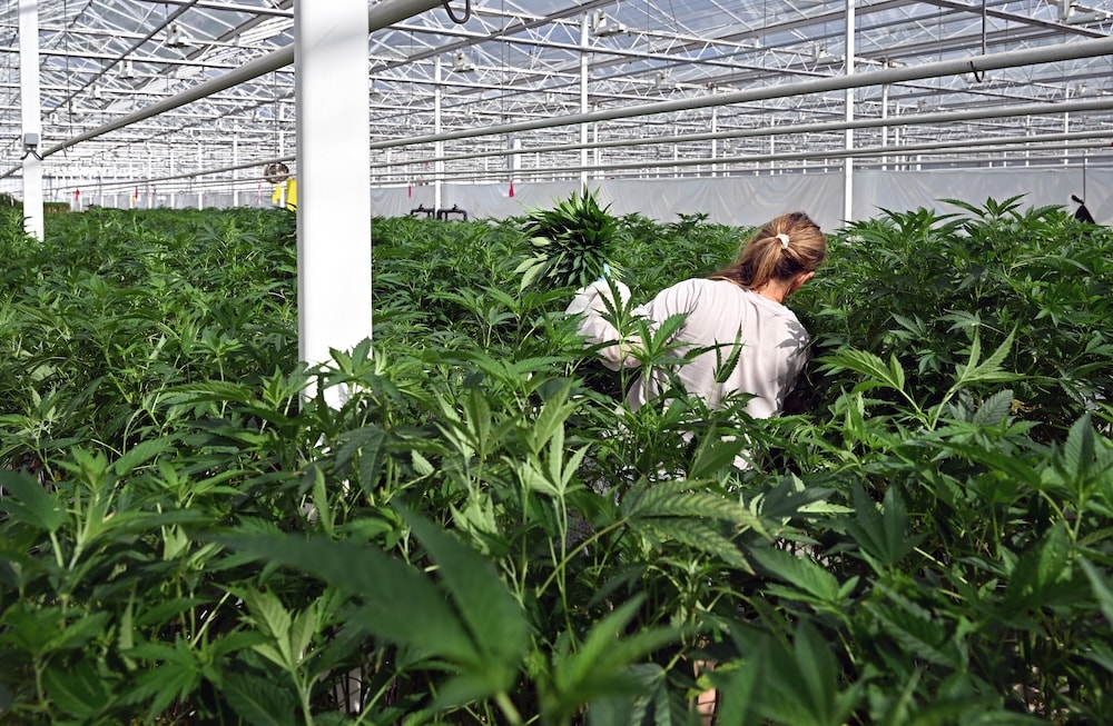 Cronos Acquisisce il Produttore Olandese di Cannabis Canadelaar per 57,5 Milioni di Euro