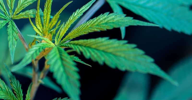 Потребление каннабиса в Канаде: новые тенденции и демографические данные