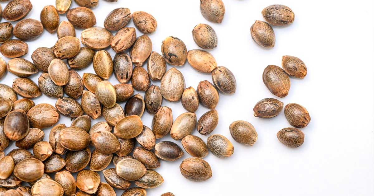 Guide to Selecting High-Quality CBD Seeds for Successful Cultivation