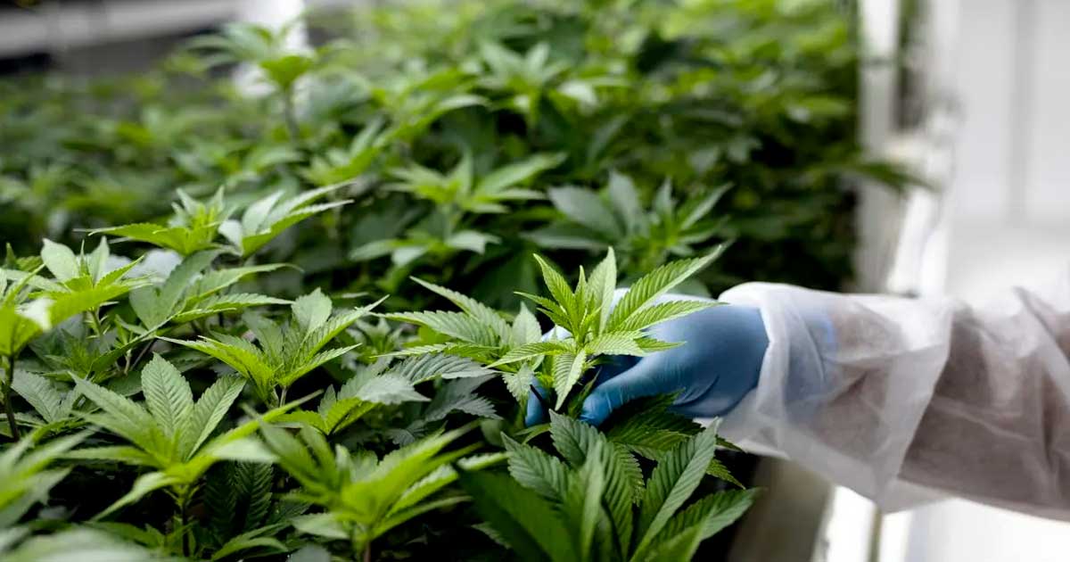 Ontario Cannabis Store to Reduce Margins to Support Producers and Compete with Black Market