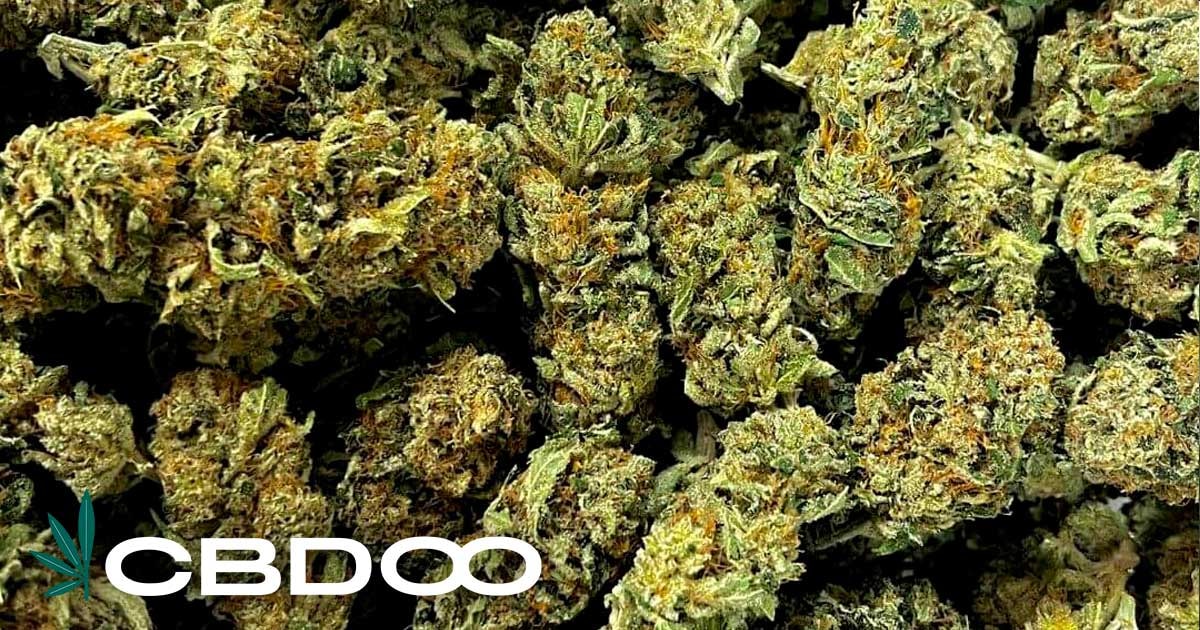CBDOO นำเสนอหลากหลายดอก CBD คุณภาพพรีเมียมสำหรับทุกความต้องการ
