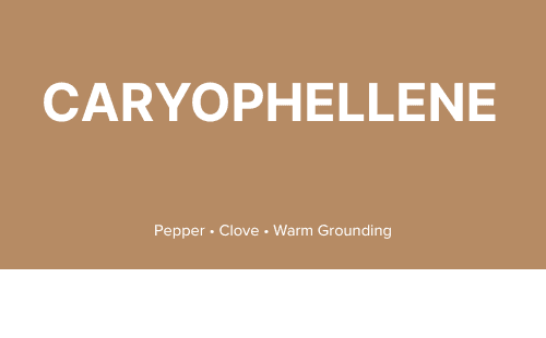 What is Ξ²-Caryophyllene?