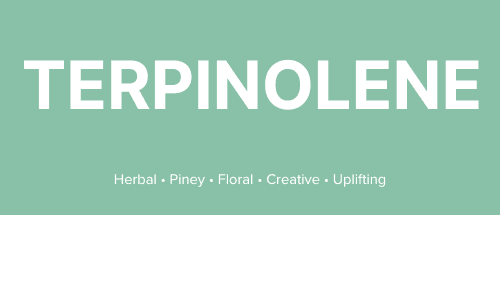What is Terpinolene?