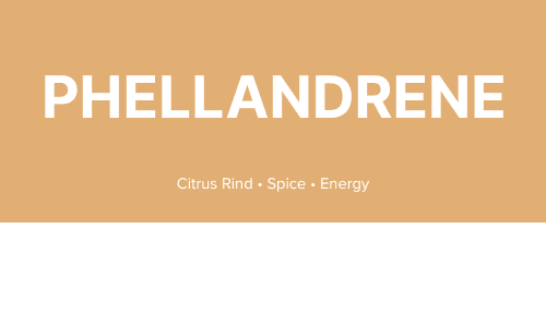 What is Phellandrene?