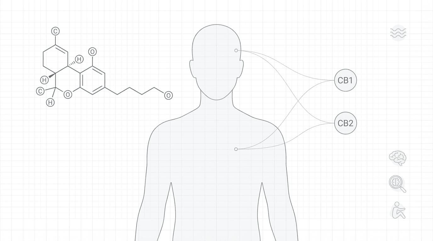 How Cannabis Effects Work