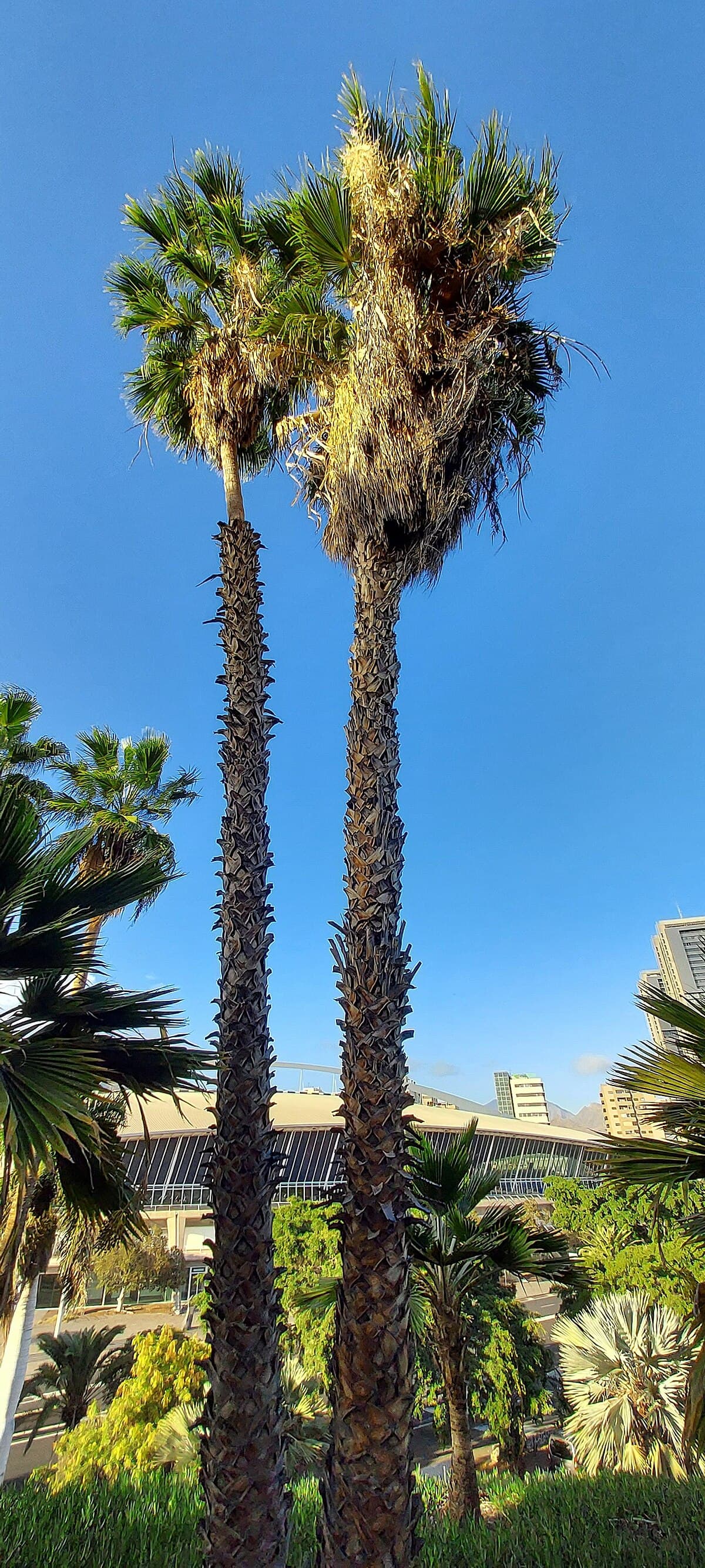 Washingtonia robusta (Palma a ventaglio messicana)