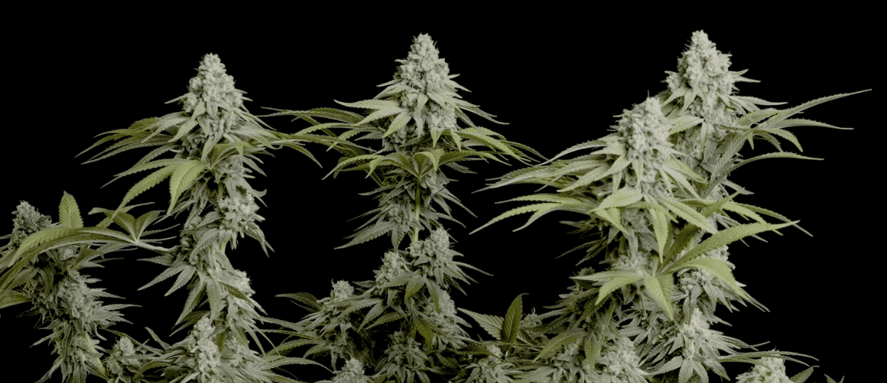 New Survey Finds Cannabis Consumers Prioritize Clean Weed Over High THC