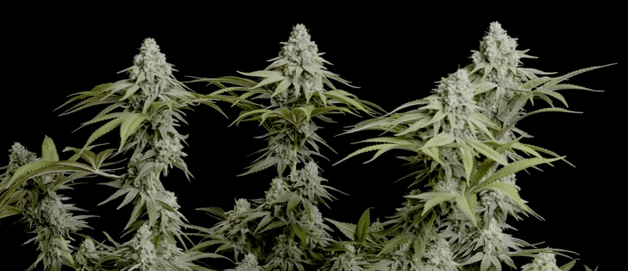 Neue Umfrage zeigt: Cannabis-Konsumenten bevorzugen sauberes Gras statt hohen THC-Gehalt