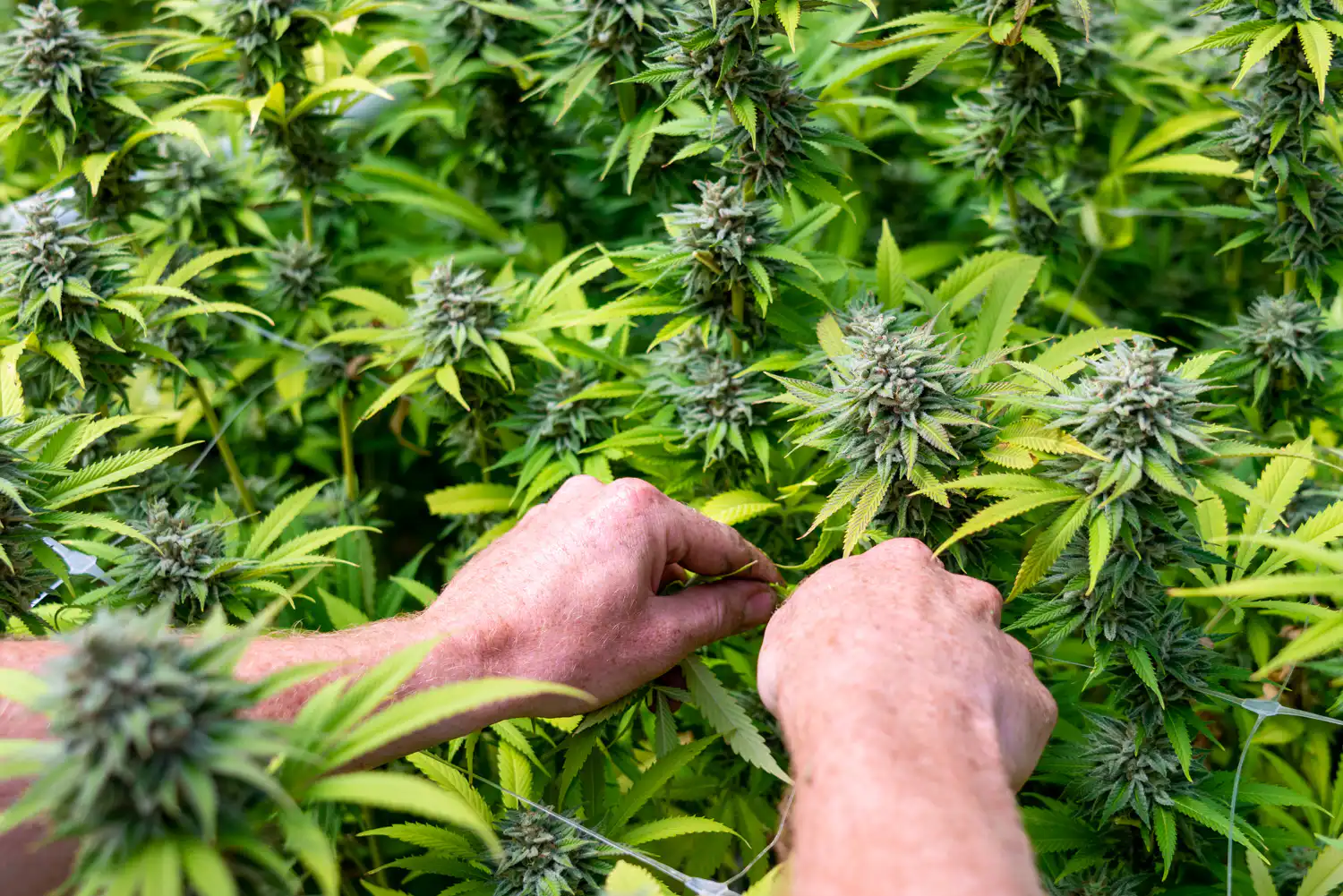 Majority of Americans Support Legal Cannabis Home Cultivation Amid Pesticide Concerns, Poll Finds