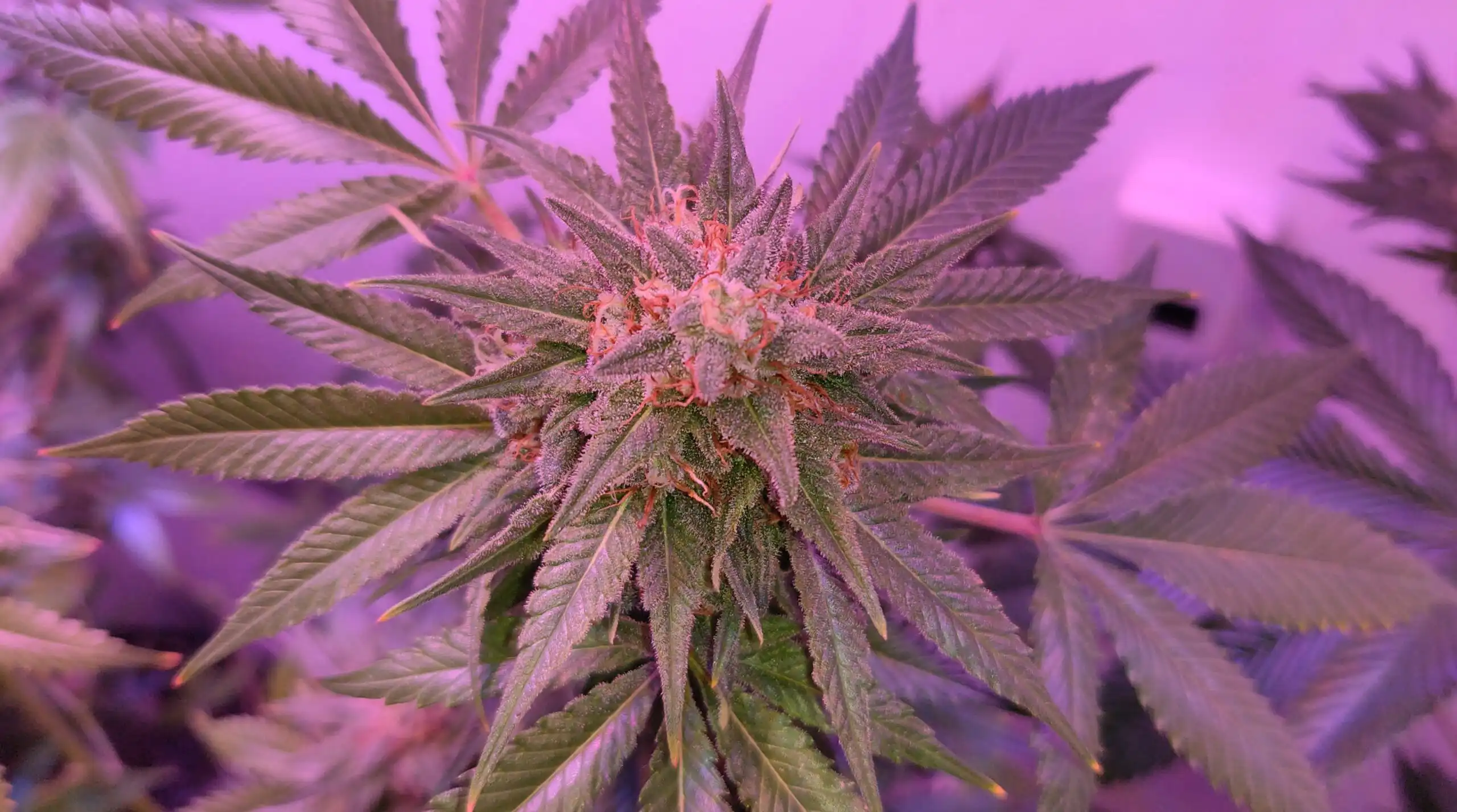 House Minority Leader Hakeem Jeffries Confirms Sufficient Votes for Federal Cannabis Reform